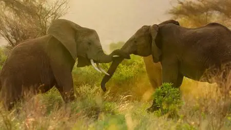 Wild Babies S01E04