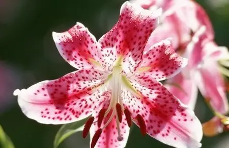 Wonderful Flowers