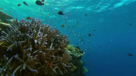 Great Barrier Reef: S01E02 - Reef to Rainforest (2012)