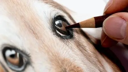 Learn To Draw A Dog'S Eye In Colored Pencil