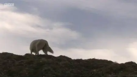 BBC - Natural World: White Falcon White Wolf (2008)