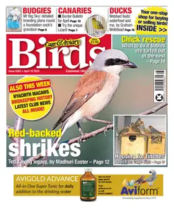 Cage & Aviary Birds - 17 April 2025