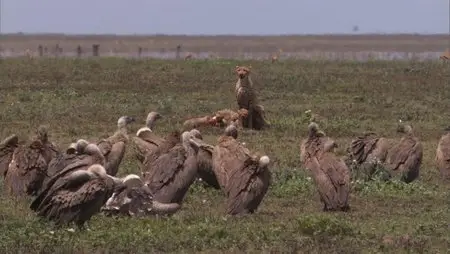 Secrets of Our Living Planet. Season 1, Episode 2 - Grassland / BBC. Как устроена природа. Серия 2 - Пастбище (2012) 