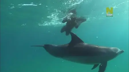 Dolphins: Beauty Before Brains? (2015)