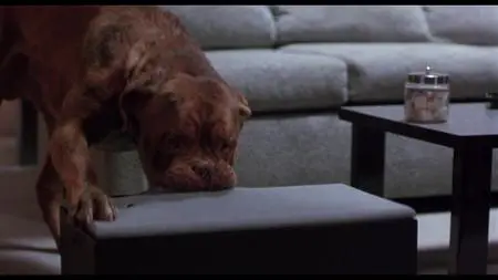 Turner & Hooch (1989)