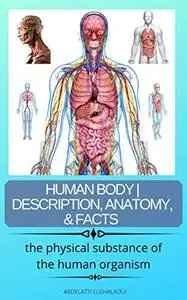 Human Body | Description Anatomy & Facts : The Physical Substance of the Human Organism