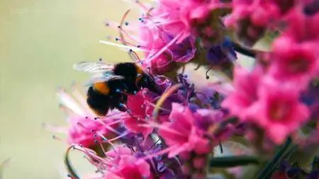 BBC - Kew's Forgotten Queen (2016)