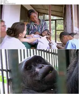 Curiosity Stream - Rescued Chimpanzees of the Congo Special (2021)