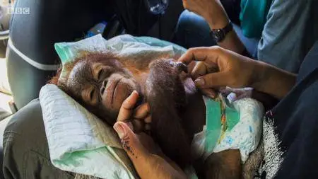 BBC Natural World - Red Ape: Saving the Orangutan (2018)