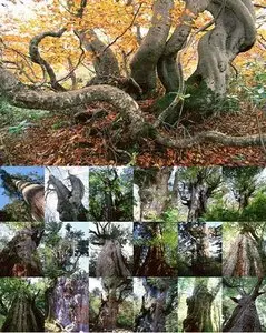Stock Photo - Trees