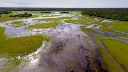 BBC - Natural World: Hotel Armadillo (2017)