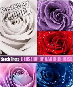 Close up of various rose - Stock Photo