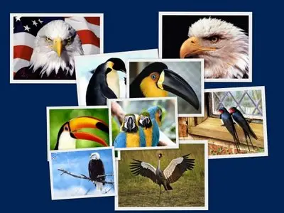 Birds wallpapers for Mobile part 1