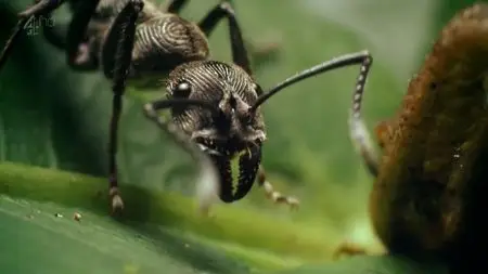 CH4 Inside Nature's Giants - The Jungle (2012)