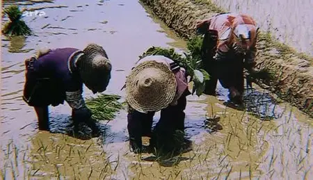 (Arte) La Chine des rizières célestes (2011)
