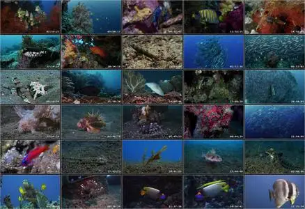 Wild Window: Bejeweled Fishes (2016)