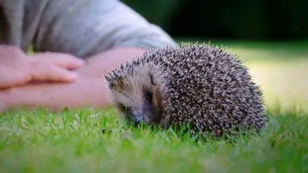 Channel 5 - Meet The Hedgehogs (2017)