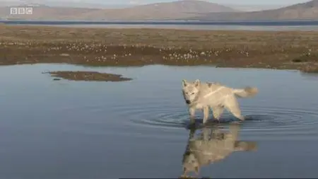 BBC - Natural World: White Falcon White Wolf (2008)