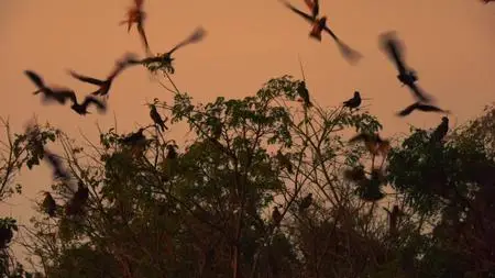 Earth at Night in Color S01E03