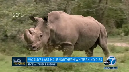 The Last Rhinos: A New Hope (2025)
