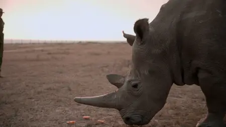The Last Rhinos: A New Hope (2025)
