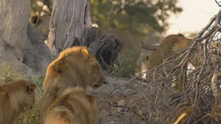 Big Cats S02E03