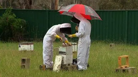 ABC - Catalyst Series 1: Honey Bees (2014)