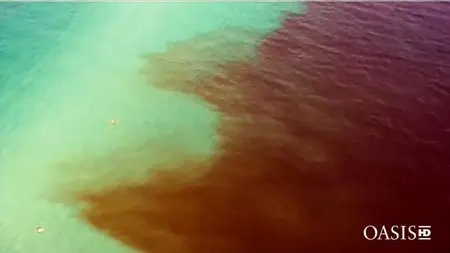 Arte - Killer Algae (2009)