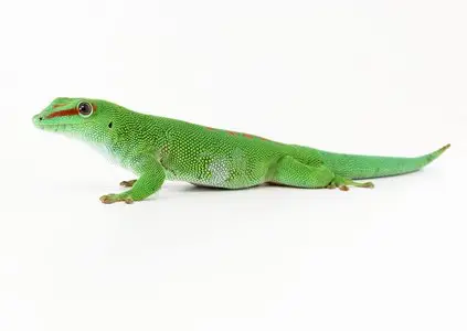 Gekkoninae - HQ Photos