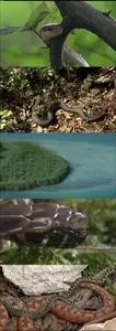 The Secret Life of Snakes (2016)