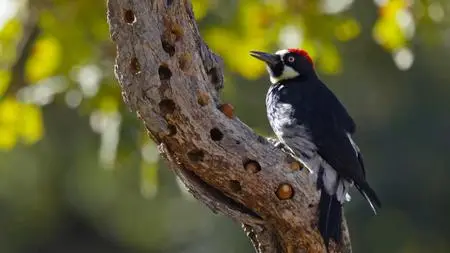 PBS Nature - Woodpeckers: The Hole Story (2022)