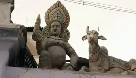 (Arte) Le mythe de la vache sacrée (2011)