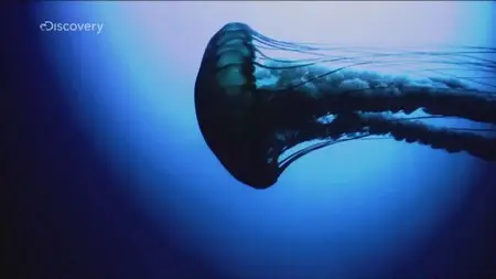 Discovery Channel - Attack of the Giant Jellyfish (2013)