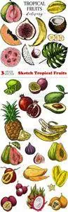 Vectors - Sketch Tropical Fruits