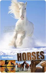 Horses - UHQ Stock Photo