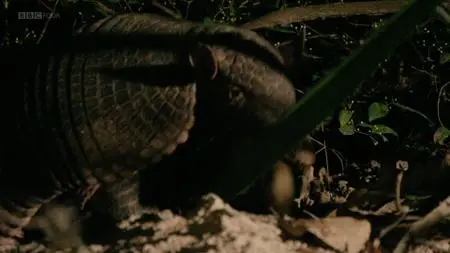 BBC - Natural World: Hotel Armadillo (2017)