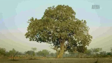 Discovery Channel - Africa's Trees of Life (2016)