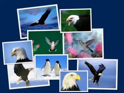 Birds wallpapers for Mobile part 2