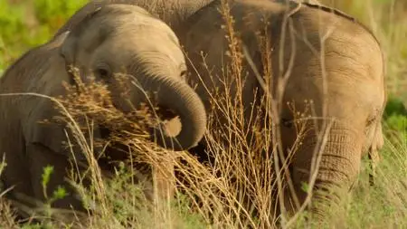 Wild Babies S01E04
