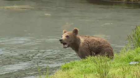 BBC - Johnny Kingdom and the Bears of Alaska (2013)