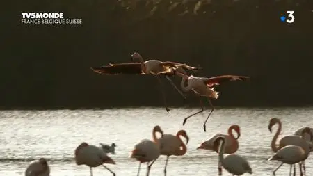 TV5Monde Thalassa - Camargue, Venise: les peuples des lagunes (2019)