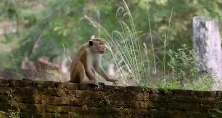 Monkey Kingdom (2015)