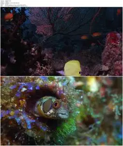 Wild Window: Bejeweled Fishes (2016)