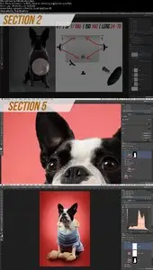 Photoshop Dog Retouching - All Tips & Tricks Covered
