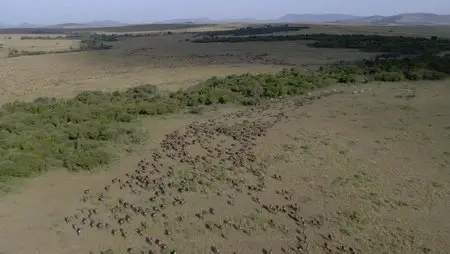 Secrets of Our Living Planet. Season 1, Episode 2 - Grassland / BBC. Как устроена природа. Серия 2 - Пастбище (2012) 