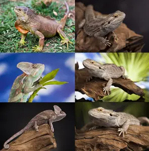 Reptile, agama bearded, chameleon lizard