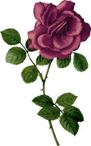 Vintage Burgundy Roses Clipart 17233543