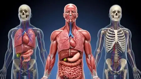 Masters In  Medical Science Of Life : Human Physiology