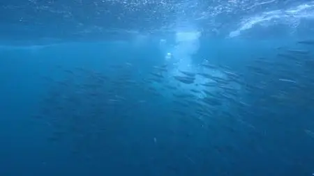 Great Blue Wild Season 3 (2020)