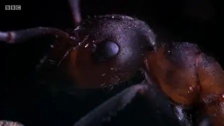 Natural World S37E08